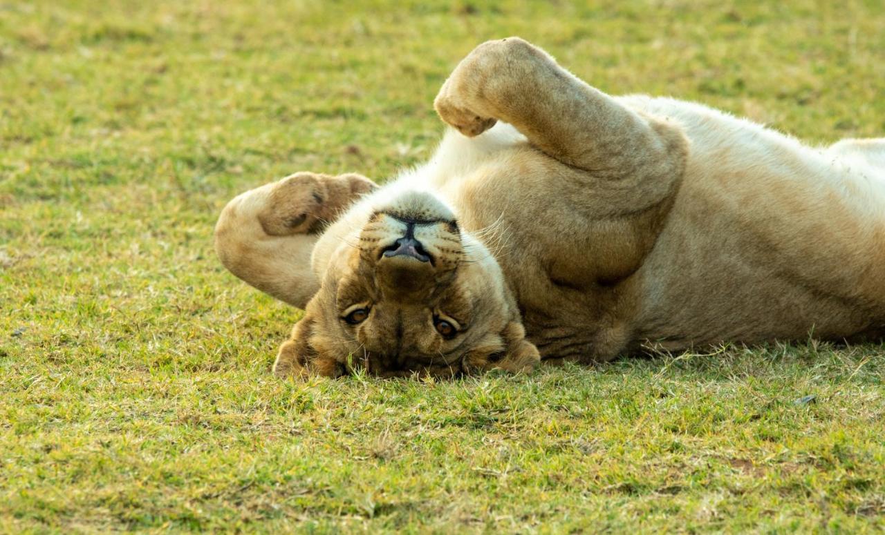 Nungubane Game Lodge Welgevonden Game Reserve Eksteriør billede