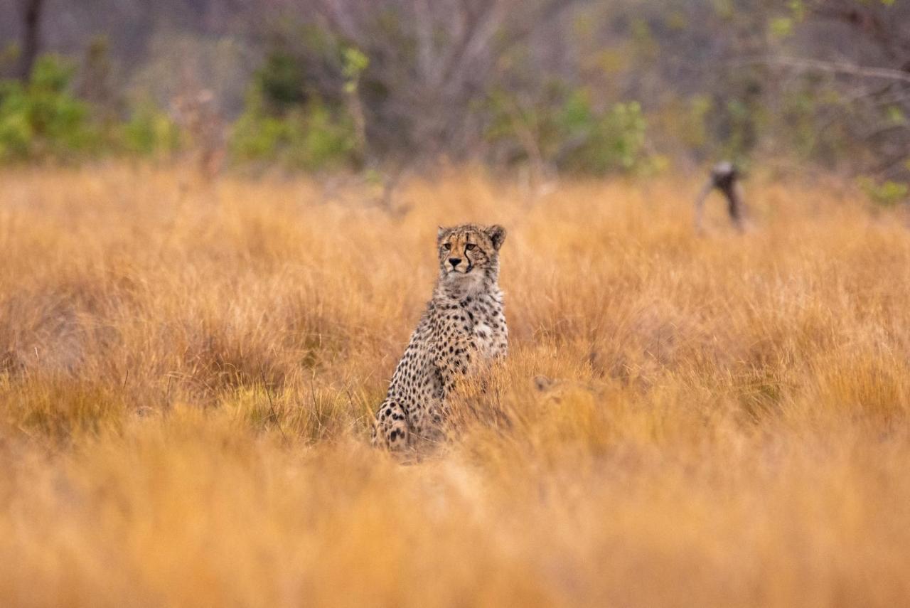 Nungubane Game Lodge Welgevonden Game Reserve Eksteriør billede