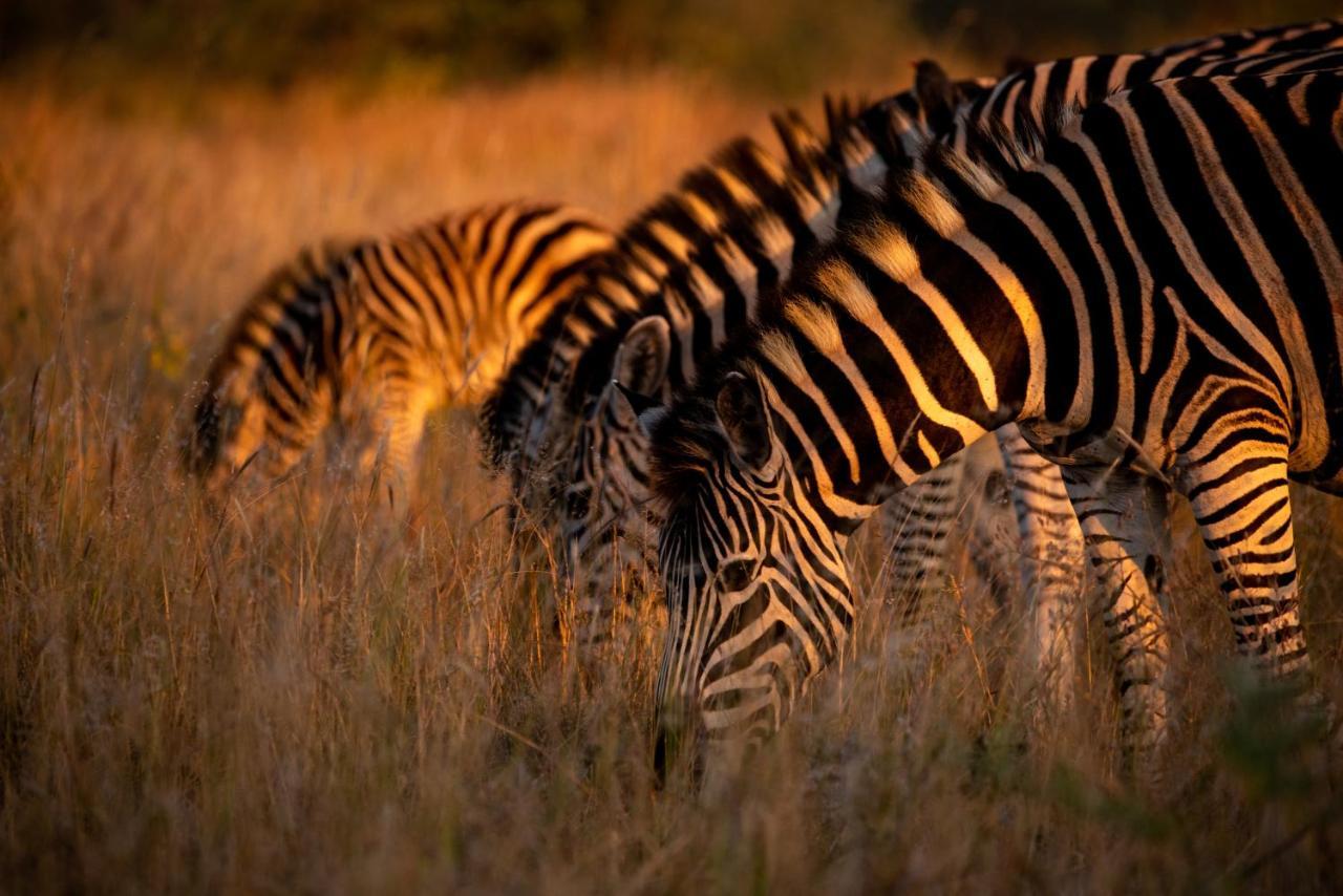 Nungubane Game Lodge Welgevonden Game Reserve Eksteriør billede