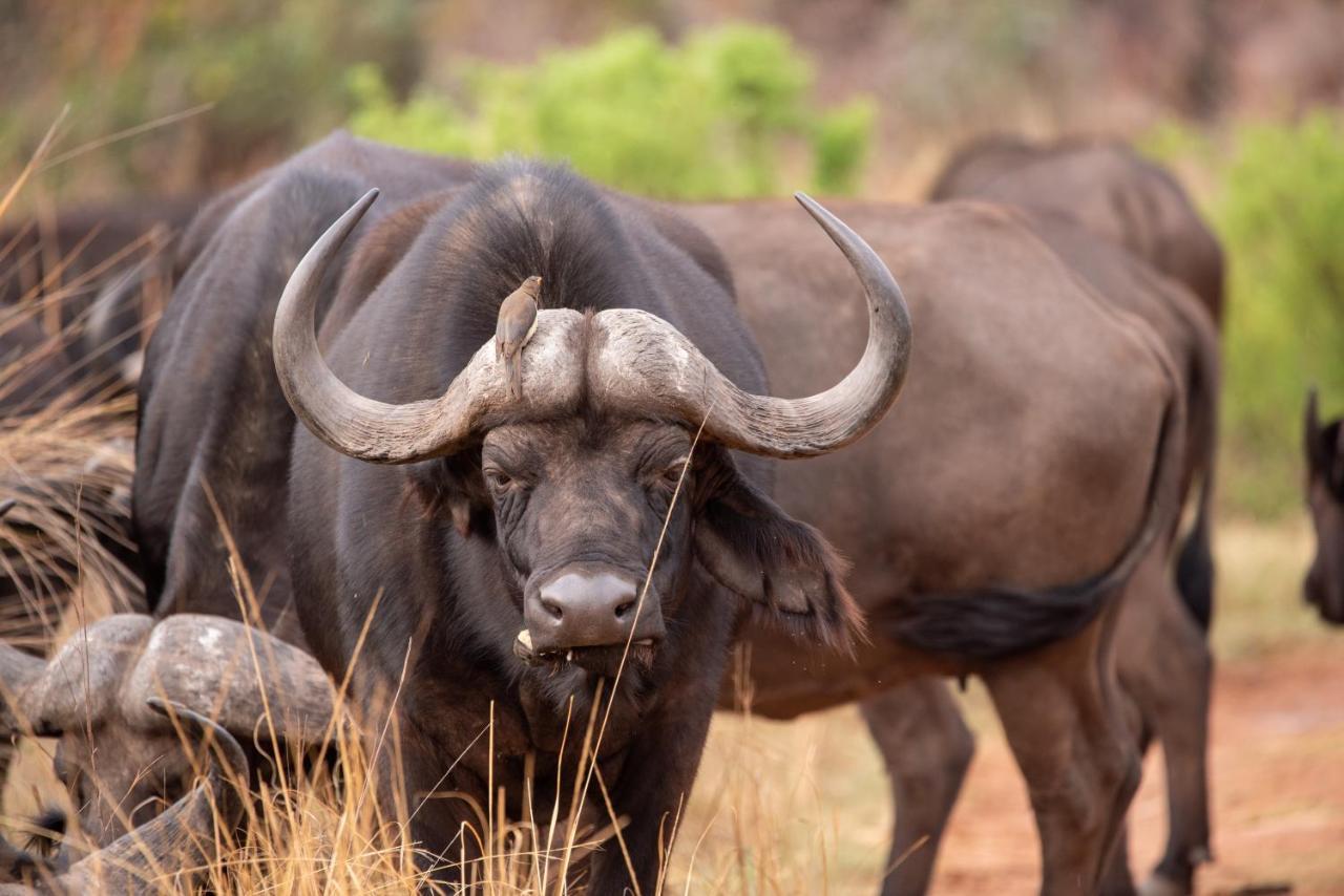 Nungubane Game Lodge Welgevonden Game Reserve Eksteriør billede