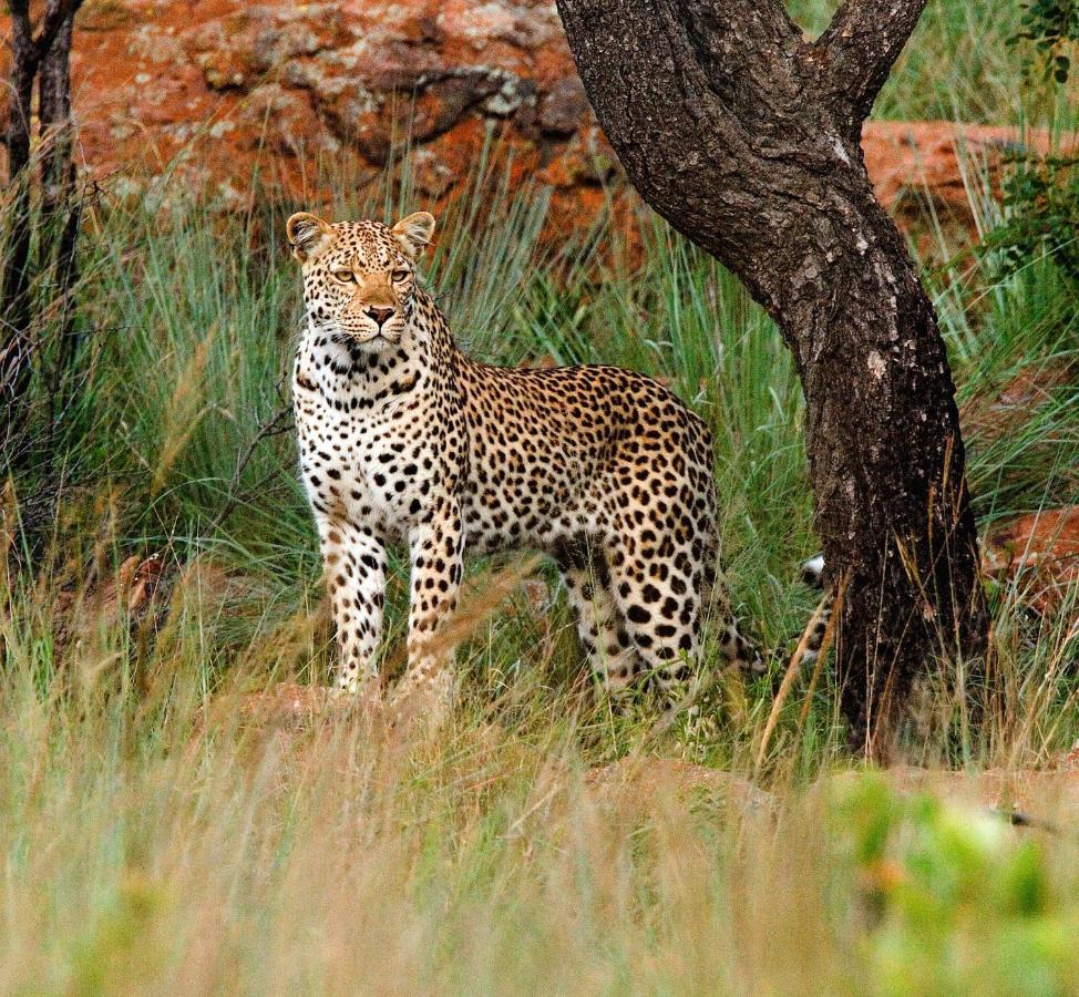 Nungubane Game Lodge Welgevonden Game Reserve Eksteriør billede