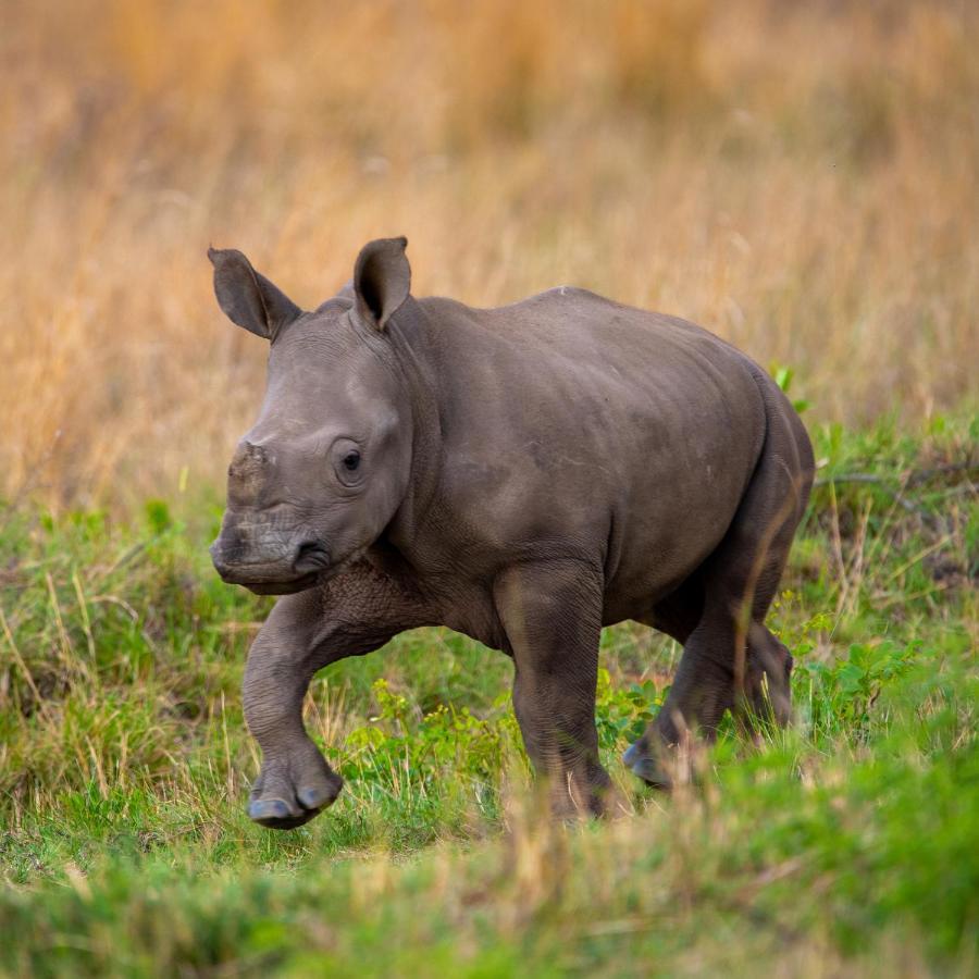 Nungubane Game Lodge Welgevonden Game Reserve Eksteriør billede