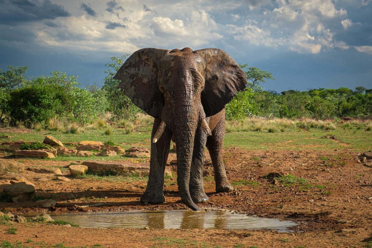 Nungubane Game Lodge Welgevonden Game Reserve Eksteriør billede
